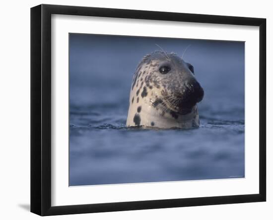 Grey Seal Watching from Water-Niall Benvie-Framed Photographic Print