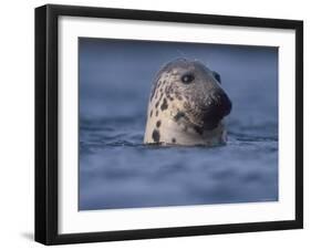 Grey Seal Watching from Water-Niall Benvie-Framed Photographic Print