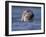 Grey Seal Watching from Water-Niall Benvie-Framed Photographic Print