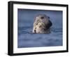 Grey Seal Watching from Water-Niall Benvie-Framed Photographic Print