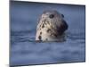 Grey Seal Watching from Water-Niall Benvie-Mounted Photographic Print
