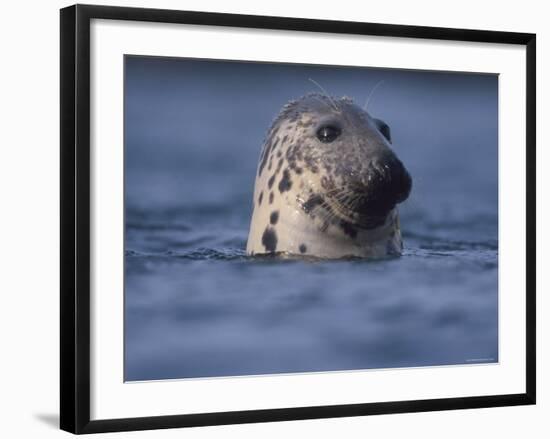 Grey Seal Watching from Water-Niall Benvie-Framed Photographic Print