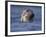 Grey Seal Watching from Water-Niall Benvie-Framed Photographic Print