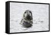 Grey Seal-null-Framed Stretched Canvas