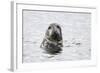 Grey Seal-null-Framed Photographic Print