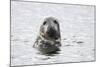 Grey Seal-null-Mounted Photographic Print