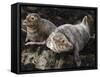 Grey Seals, Farne Islands, Seahouses, Northumberland, England, United Kingdom-Toon Ann & Steve-Framed Stretched Canvas