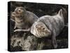 Grey Seals, Farne Islands, Seahouses, Northumberland, England, United Kingdom-Toon Ann & Steve-Stretched Canvas