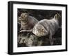 Grey Seals, Farne Islands, Seahouses, Northumberland, England, United Kingdom-Toon Ann & Steve-Framed Photographic Print