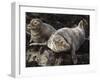 Grey Seals, Farne Islands, Seahouses, Northumberland, England, United Kingdom-Toon Ann & Steve-Framed Photographic Print