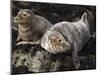 Grey Seals, Farne Islands, Seahouses, Northumberland, England, United Kingdom-Toon Ann & Steve-Mounted Photographic Print