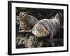 Grey Seals, Farne Islands, Seahouses, Northumberland, England, United Kingdom-Toon Ann & Steve-Framed Photographic Print