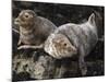 Grey Seals, Farne Islands, Seahouses, Northumberland, England, United Kingdom-Toon Ann & Steve-Mounted Photographic Print