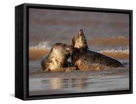 Grey Seals (Halichoerus Grypus) Fighting, Donna Nook, Lincolnshire, England, UK, October-Danny Green-Framed Stretched Canvas