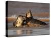 Grey Seals (Halichoerus Grypus) Fighting, Donna Nook, Lincolnshire, England, UK, October-Danny Green-Stretched Canvas