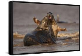 Grey Seals (Halichoerus Grypus) Fighting, Donna Nook, Lincolnshire, England, UK, October-Danny Green-Framed Stretched Canvas