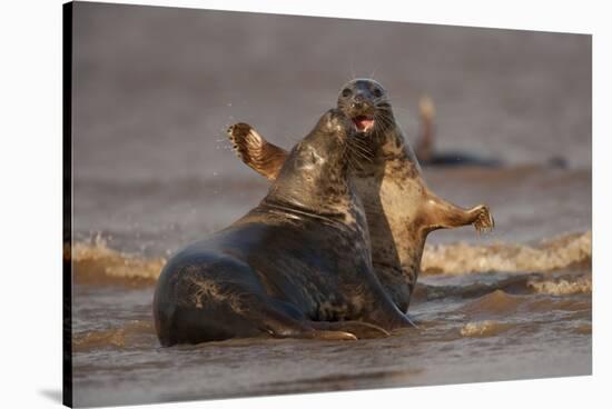 Grey Seals (Halichoerus Grypus) Fighting, Donna Nook, Lincolnshire, England, UK, October-Danny Green-Stretched Canvas