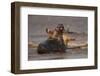 Grey Seals (Halichoerus Grypus) Fighting, Donna Nook, Lincolnshire, England, UK, October-Danny Green-Framed Photographic Print