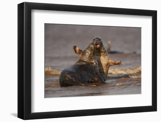 Grey Seals (Halichoerus Grypus) Fighting, Donna Nook, Lincolnshire, England, UK, October-Danny Green-Framed Photographic Print