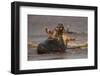 Grey Seals (Halichoerus Grypus) Fighting, Donna Nook, Lincolnshire, England, UK, October-Danny Green-Framed Photographic Print