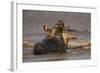 Grey Seals (Halichoerus Grypus) Fighting, Donna Nook, Lincolnshire, England, UK, October-Danny Green-Framed Photographic Print