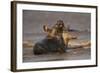 Grey Seals (Halichoerus Grypus) Fighting, Donna Nook, Lincolnshire, England, UK, October-Danny Green-Framed Photographic Print