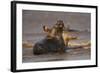 Grey Seals (Halichoerus Grypus) Fighting, Donna Nook, Lincolnshire, England, UK, October-Danny Green-Framed Photographic Print