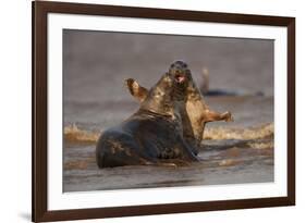 Grey Seals (Halichoerus Grypus) Fighting, Donna Nook, Lincolnshire, England, UK, October-Danny Green-Framed Photographic Print