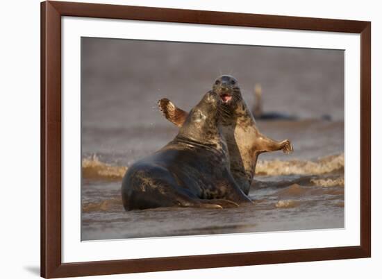 Grey Seals (Halichoerus Grypus) Fighting, Donna Nook, Lincolnshire, England, UK, October-Danny Green-Framed Photographic Print