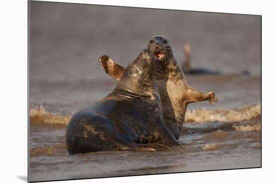 Grey Seals (Halichoerus Grypus) Fighting, Donna Nook, Lincolnshire, England, UK, October-Danny Green-Mounted Photographic Print