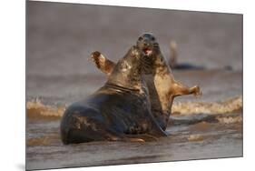 Grey Seals (Halichoerus Grypus) Fighting, Donna Nook, Lincolnshire, England, UK, October-Danny Green-Mounted Photographic Print