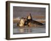 Grey Seals (Halichoerus Grypus) Fighting, Donna Nook, Lincolnshire, England, UK, October-Danny Green-Framed Photographic Print