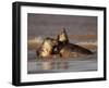 Grey Seals (Halichoerus Grypus) Fighting, Donna Nook, Lincolnshire, England, UK, October-Danny Green-Framed Photographic Print