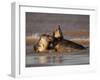 Grey Seals (Halichoerus Grypus) Fighting, Donna Nook, Lincolnshire, England, UK, October-Danny Green-Framed Photographic Print