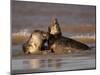 Grey Seals (Halichoerus Grypus) Fighting, Donna Nook, Lincolnshire, England, UK, October-Danny Green-Mounted Photographic Print