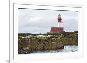 Grey seals (Halichoerus grypus) near Longstone lighthouse, Longstone Rock, Farne Islands, Northumbe-Ann and Steve Toon-Framed Photographic Print