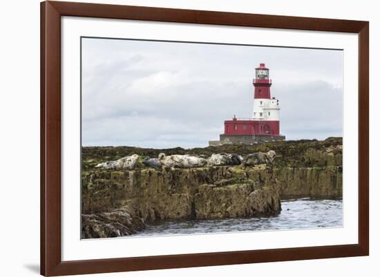 Grey seals (Halichoerus grypus) near Longstone lighthouse, Longstone Rock, Farne Islands, Northumbe-Ann and Steve Toon-Framed Photographic Print