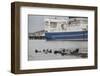 Grey Seals (Halichoerus Grypus) on Haul Out in Fishing Harbour with Ferry in the Background-Peter Cairns-Framed Photographic Print