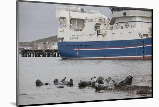 Grey Seals (Halichoerus Grypus) on Haul Out in Fishing Harbour with Ferry in the Background-Peter Cairns-Mounted Photographic Print