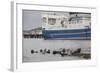 Grey Seals (Halichoerus Grypus) on Haul Out in Fishing Harbour with Ferry in the Background-Peter Cairns-Framed Photographic Print