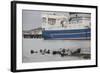 Grey Seals (Halichoerus Grypus) on Haul Out in Fishing Harbour with Ferry in the Background-Peter Cairns-Framed Photographic Print