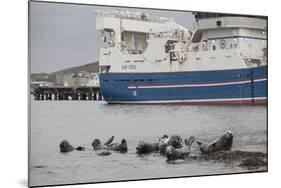 Grey Seals (Halichoerus Grypus) on Haul Out in Fishing Harbour with Ferry in the Background-Peter Cairns-Mounted Photographic Print
