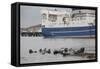 Grey Seals (Halichoerus Grypus) on Haul Out in Fishing Harbour with Ferry in the Background-Peter Cairns-Framed Stretched Canvas