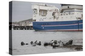Grey Seals (Halichoerus Grypus) on Haul Out in Fishing Harbour with Ferry in the Background-Peter Cairns-Stretched Canvas