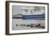 Grey Seals (Halichoerus Grypus) on Haul Out in Fishing Harbour with Ferry in the Background-Peter Cairns-Framed Photographic Print