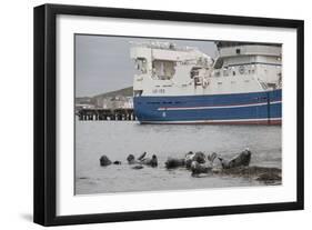 Grey Seals (Halichoerus Grypus) on Haul Out in Fishing Harbour with Ferry in the Background-Peter Cairns-Framed Photographic Print