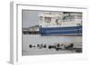 Grey Seals (Halichoerus Grypus) on Haul Out in Fishing Harbour with Ferry in the Background-Peter Cairns-Framed Photographic Print