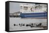 Grey Seals (Halichoerus Grypus) on Haul Out in Fishing Harbour with Ferry in the Background-Peter Cairns-Framed Stretched Canvas