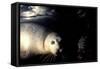 Grey Seals Halichoerus Grypus under Water-Darroch Donald-Framed Stretched Canvas