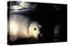 Grey Seals Halichoerus Grypus under Water-Darroch Donald-Stretched Canvas